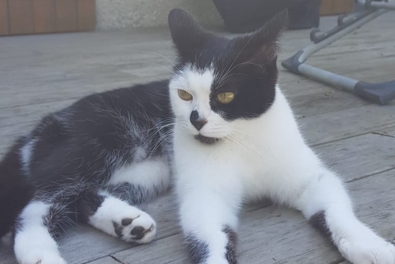 Alerta de Desaparición Gato Hembra , 6 años Vernon Francia Alerta de Desaparición Gato Hembra , 6 años Vernon Francia