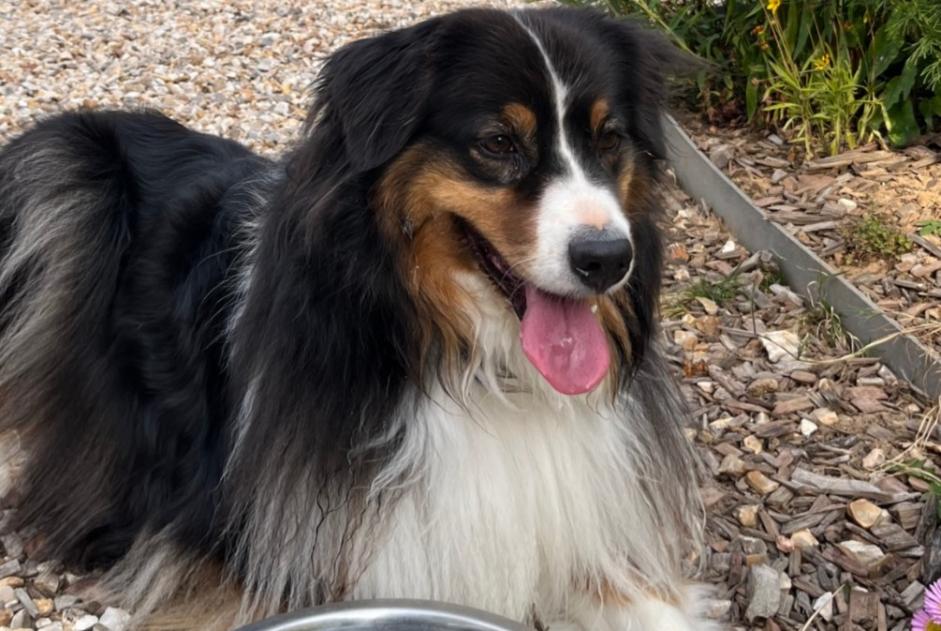 Alerta de Hallazgo Perro  Hembra Daubeuf-la-Campagne Francia