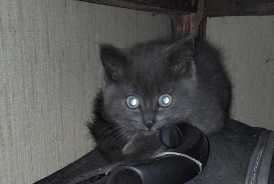 Alerte Découverte Chat Inconnu Rohan France Alerte Découverte Chat Inconnu Rohan France