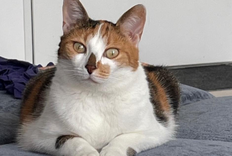 Avviso scomparsa Gatto Femmina , 4 anni Sainte-Maure Francia Avviso scomparsa Gatto Femmina , 4 anni Sainte-Maure Francia