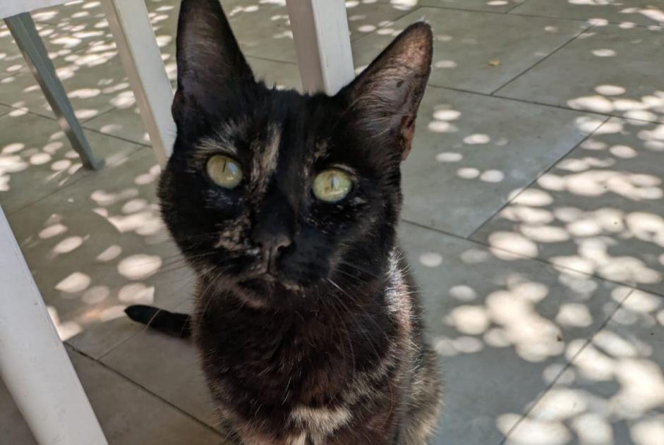 Alerta descoberta Gato Fêmea Seix France Alerta descoberta Gato Fêmea Seix France