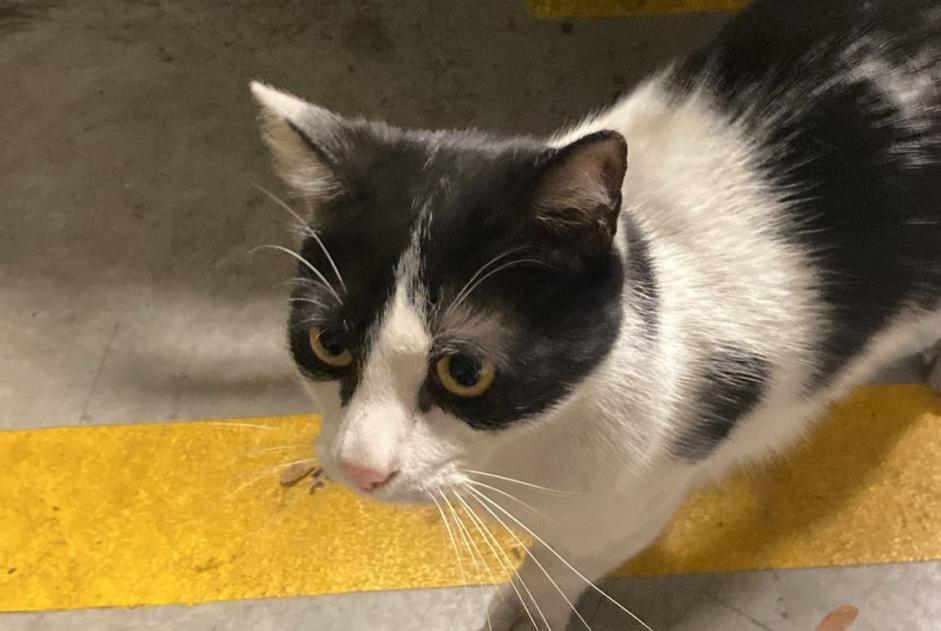 Alerta descoberta Gato Desconhecido Villiers-le-Bel France Alerta descoberta Gato Desconhecido Villiers-le-Bel France